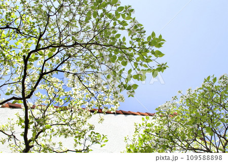 ハナミズキ 109588898