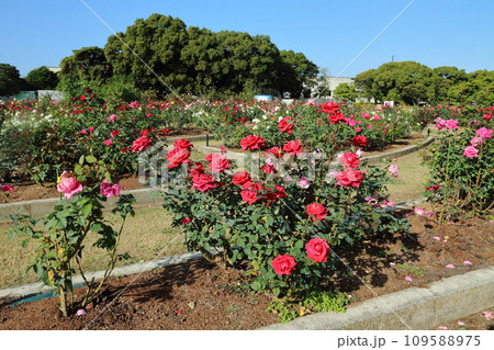 荒尾市　おもやい市民花壇　バラの花、 109588975