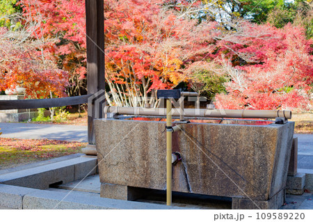 秋の神戸・太山寺・手水舎と紅葉 109589220