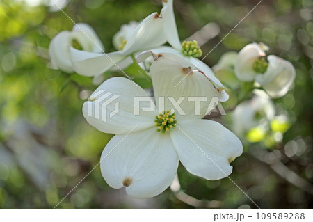 ハナミズキ 109589288