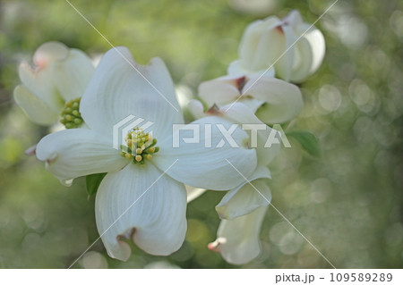 ハナミズキ 109589289