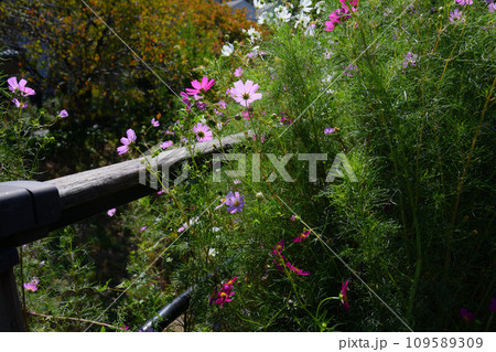 岸辺のコスモス 岸辺のコスモス 109589309