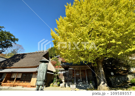 堀越癪観音のイチョウ・本堂 【和歌山県伊都郡かつらぎ町】 堀越癪観音のイチョウ・本堂 【和歌山県伊都郡かつらぎ町】 109589357