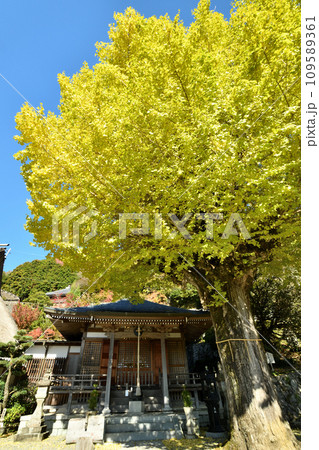 堀越癪観音のイチョウ・本堂 【和歌山県伊都郡かつらぎ町】 堀越癪観音のイチョウ・本堂 【和歌山県伊都郡かつらぎ町】 109589361