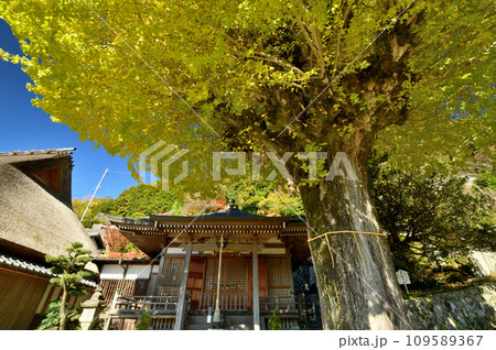 堀越癪観音のイチョウ・本堂 【和歌山県伊都郡かつらぎ町】 堀越癪観音のイチョウ・本堂 【和歌山県伊都郡かつらぎ町】 109589367