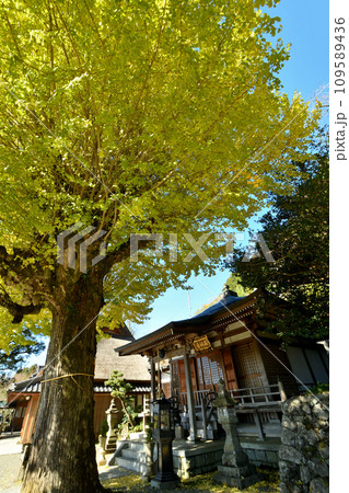 堀越癪観音のイチョウ(本堂)　【和歌山県伊都郡かつらぎ町】 109589436