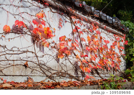 秋の神戸・太山寺白壁の紅葉した蔦 109589698