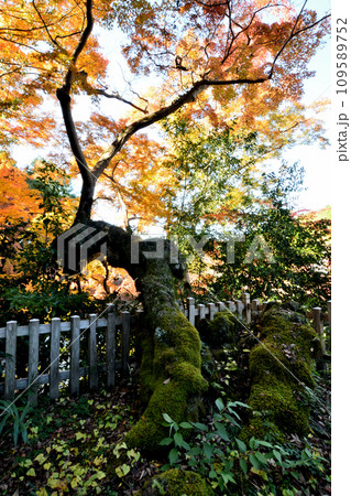 延命寺の紅葉(夕照の楓) 【大阪府河内長野市】 延命寺の紅葉(夕照の楓) 【大阪府河内長野市】 109589752