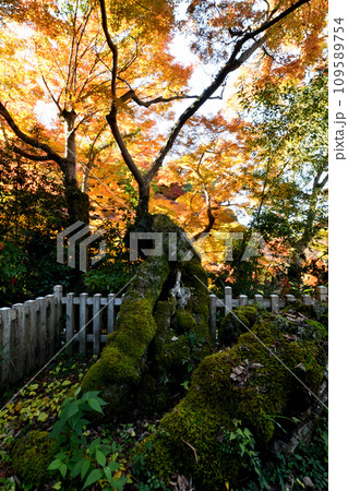 延命寺の紅葉(夕照の楓) 【大阪府河内長野市】 延命寺の紅葉(夕照の楓) 【大阪府河内長野市】 109589754