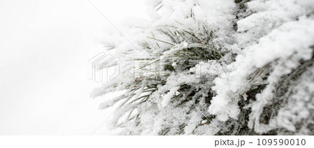Snowy cedar tree branches on white background. Winter monochrome banner. Copy space. Close up. 109590010