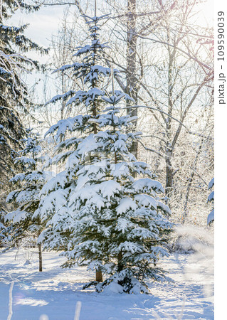 Snowy young small fir trees in winter forest or park in sunny clear frosty day. Reforestation. Snowy young small fir trees in winter forest or park in sunny clear frosty day. Reforestation. 109590039