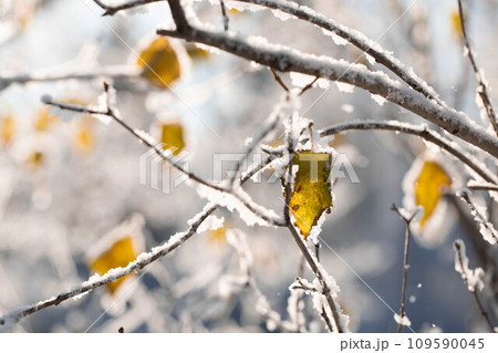 Early first snow in autumn. Snowy bare tree branches with sunlit yellow leaves. Close up. Soft focus Early first snow in autumn. Snowy bare tree branches with sunlit yellow leaves. Close up. Soft focus 109590045