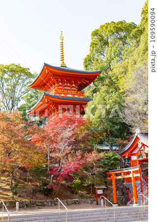 秋の神戸・須磨寺・三重塔と紅葉 109590094