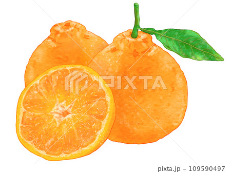 リアルなデコポン3個のイラスト リアルなデコポン3個のイラスト 109590497