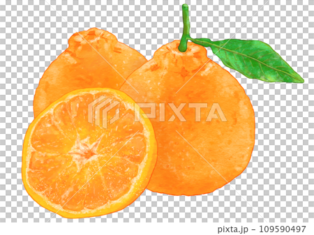 リアルなデコポン3個のイラスト リアルなデコポン3個のイラスト 109590497