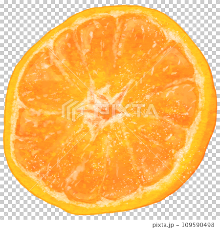 リアルなデコポン1個の断面 109590498