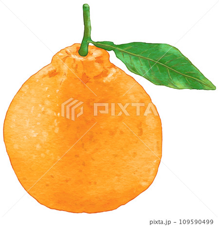 リアルなデコポン1個のイラスト葉付き リアルなデコポン1個のイラスト葉付き 109590499