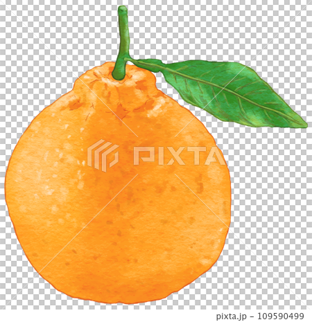リアルなデコポン1個のイラスト葉付き リアルなデコポン1個のイラスト葉付き 109590499