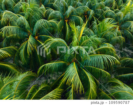 Aerial view of king coconut trees farm Aerial view of king coconut trees farm 109590787