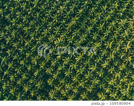 Aerial view of king coconut trees farm 109590904