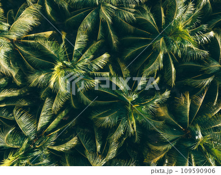 Aerial view of king coconut trees farm 109590906