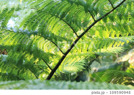 大きなシダの葉　熱帯のシダの葉 109590948