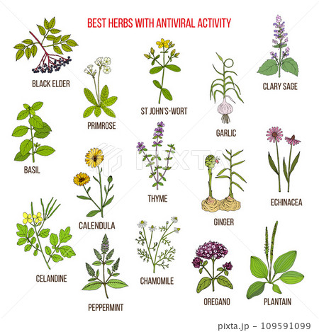 Best herbs with antiviral activity 109591099