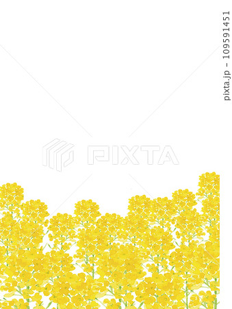 水彩で描いた菜の花畑の背景イラスト【手描き】白バック 透過背景 水彩で描いた菜の花畑の背景イラスト【手描き】白バック 透過背景 109591451