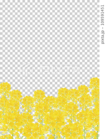 水彩で描いた菜の花畑の背景イラスト【手描き】白バック 透過背景 水彩で描いた菜の花畑の背景イラスト【手描き】白バック 透過背景 109591451