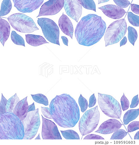 Hand drawn watercolor purple and blue walnut and leaves frame border isolated on white background. Can be used for card, label, banner and other printed products. Hand drawn watercolor purple and blue walnut and leaves frame border isolated on white background. Can be used for card, label, banner and other printed products. 109591603