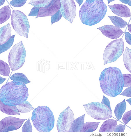 Hand drawn watercolor purple and blue walnut and leaves frame border isolated on white background. Can be used for card, label, banner and other printed products. 109591604