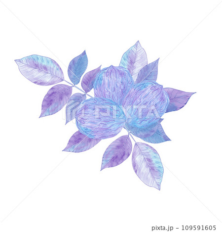 Hand drawn watercolor purple and blue walnut branch isolated on white background. Can be used for card, label, banner and other printed products. Hand drawn watercolor purple and blue walnut branch isolated on white background. Can be used for card, label, banner and other printed products. 109591605