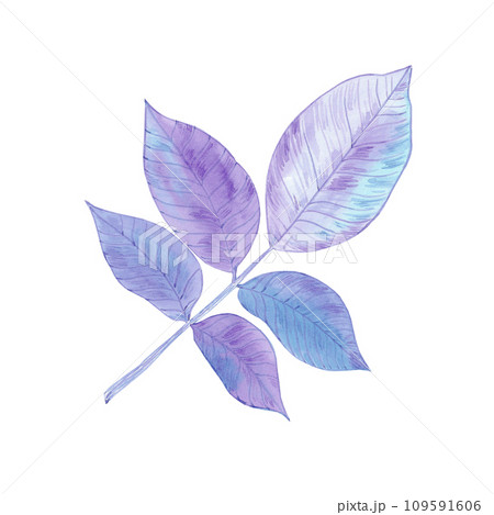 Hand drawn watercolor purple and blue walnut leaves isolated on white background. Can be used for card, label, banner and other printed products. Hand drawn watercolor purple and blue walnut leaves isolated on white background. Can be used for card, label, banner and other printed products. 109591606