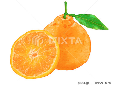リアルなデコポン2個のイラスト 109591670