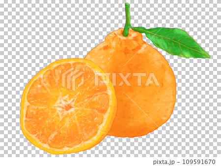 リアルなデコポン2個のイラスト 109591670