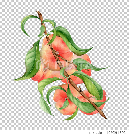 Branch flat peaches, green leaves watercolor illustration isolated on white. Painted chines peaches. Fruit tree, fruitage hand drawn. Design for package, poster, label jam, cosmetic, juice, oil 109591802