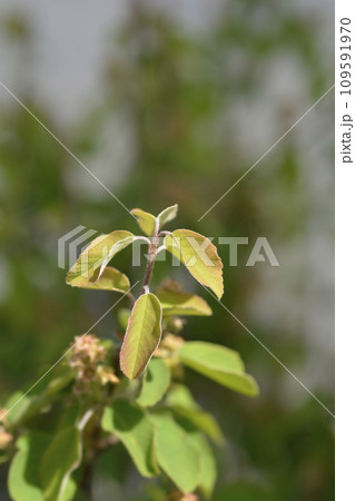 Alder-leaved serviceberry Obelisk Alder-leaved serviceberry Obelisk 109591970