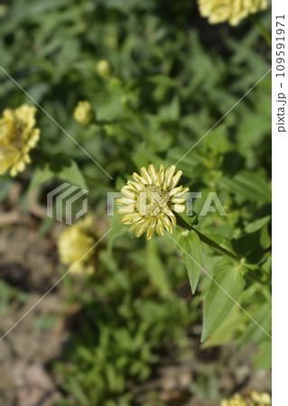 Zinnia Zinnia 109591971
