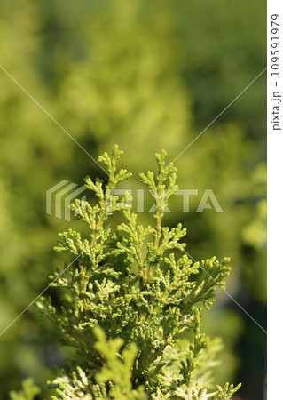 Golden Hinoki cypress Golden Hinoki cypress 109591979