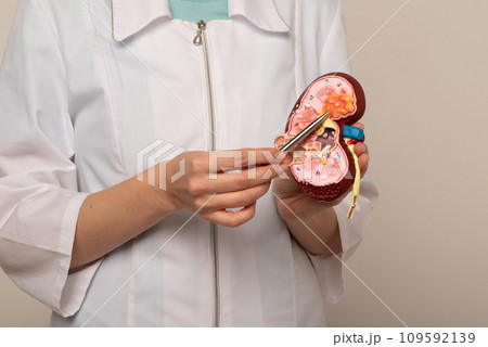 Doctor nephrologist pointing on anatomical kidney model in hand. 109592139