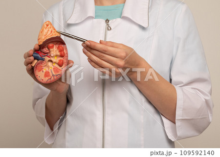 Doctor nephrologist pointing on anatomical kidney model in hand. 109592140