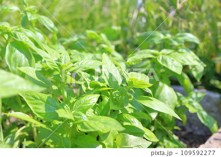 夏の定番野菜 採りごろの葉っぱ(バジルの葉) 夏の定番野菜 採りごろの葉っぱ(バジルの葉) 109592277