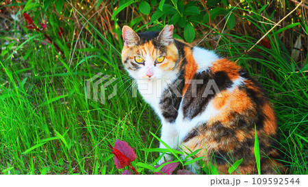 埼玉県川口市の芝川サイクリングロードの野良猫の風景 109592544
