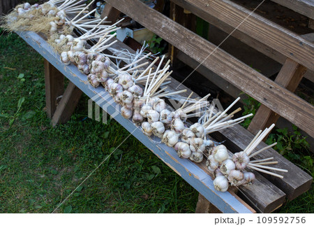Bunches of garlic harvest on a bench. Lots of garlic. Good harvest, farming. Copy space for text Bunches of garlic harvest on a bench. Lots of garlic. Good harvest, farming. Copy space for text 109592756