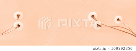 Soft fluffy dandelions with white seeds on a peach fuzz background with space for text. Copy space. Banner. Trendy color of year 2024 - Peach Fuzz. Soft fluffy dandelions with white seeds on a peach fuzz background with space for text. Copy space. Banner. Trendy color of year 2024 - Peach Fuzz. 109592856