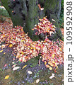 木の下の紅葉 109592908