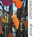 光と紅葉 109592909