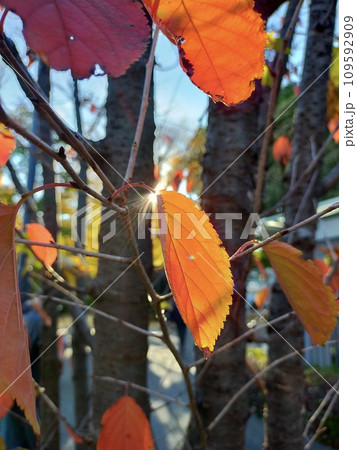 光と紅葉 光と紅葉 109592909