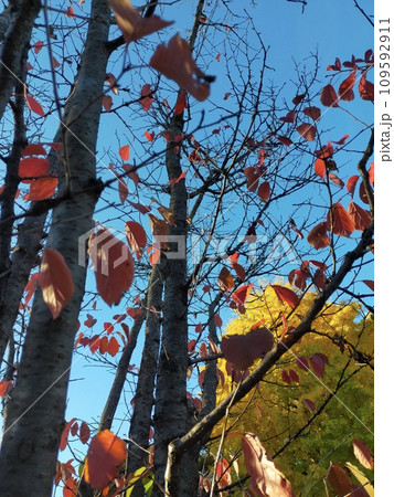 紅葉した樹木 紅葉した樹木 109592911