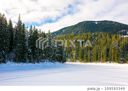 forested mountainous winter landscape. scenery of snow covered synevyr lake in carpathian fir woods on a sunny day . cold cloudy weather forested mountainous winter landscape. scenery of snow covered synevyr lake in carpathian fir woods on a sunny day . cold cloudy weather 109593349